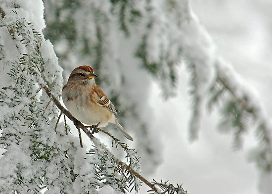 bird-on-pine-branch-in-the-snow